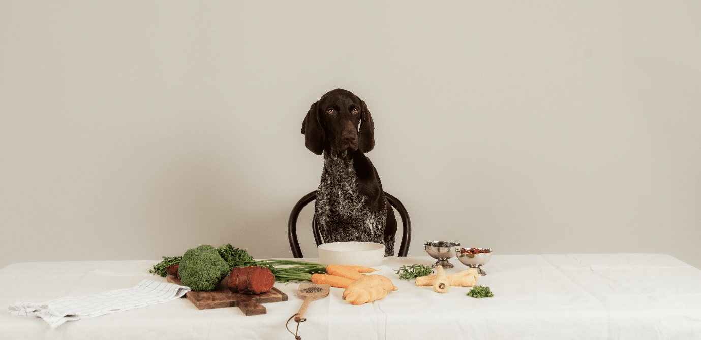 Har du en kräsen hund? Vi hjälper dig!